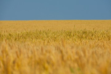 Image showing wheat field with blue sky in background