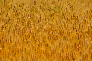 Image showing wheat field with blue sky in background