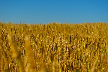 Image showing wheat field with blue sky in background