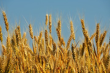 Image showing wheat field with blue sky in background