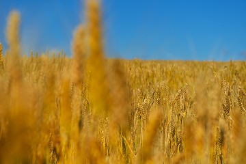 Image showing wheat field with blue sky in background