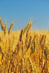 Image showing wheat field with blue sky in background