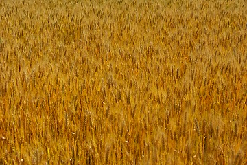 Image showing wheat field with blue sky in background