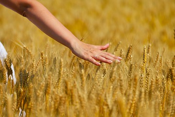 Image showing hand in wheat field