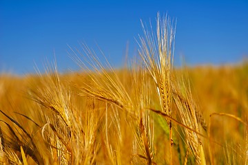 Image showing wheat field with blue sky in background