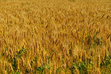 Image showing wheat field with blue sky in background