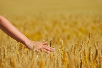 Image showing hand in wheat field