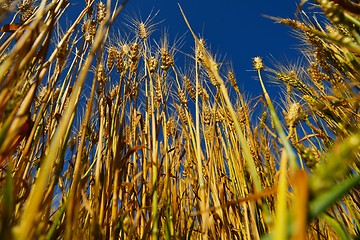 Image showing wheat field with blue sky in background