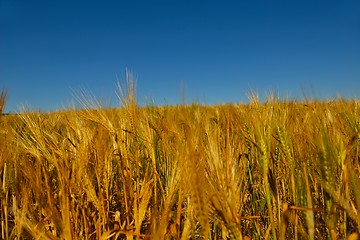 Image showing wheat field with blue sky in background