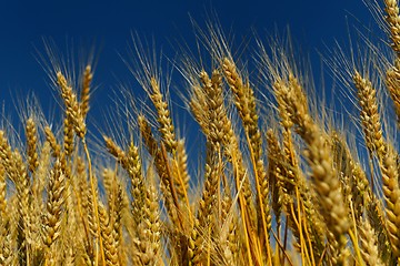 Image showing wheat field with blue sky in background