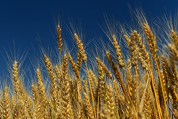 Image showing wheat field with blue sky in background