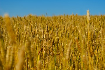 Image showing wheat field with blue sky in background