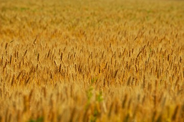 Image showing wheat field with blue sky in background