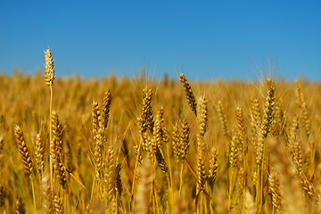 Image showing wheat field with blue sky in background