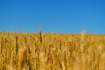 Image showing wheat field with blue sky in background