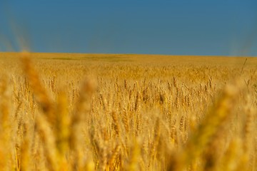 Image showing wheat field with blue sky in background