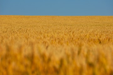 Image showing wheat field with blue sky in background