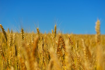 Image showing wheat field with blue sky in background