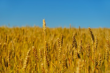 Image showing wheat field with blue sky in background