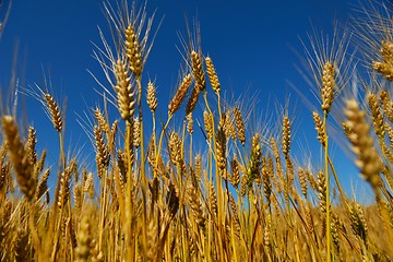 Image showing wheat field with blue sky in background