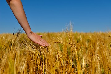 Image showing hand in wheat field