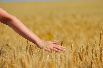 Image showing hand in wheat field