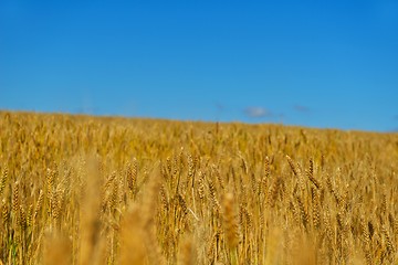 Image showing wheat field with blue sky in background