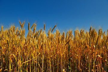 Image showing wheat field with blue sky in background