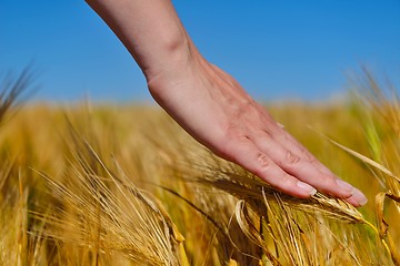 Image showing hand in wheat field