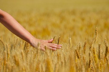 Image showing hand in wheat field