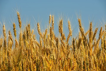 Image showing wheat field with blue sky in background