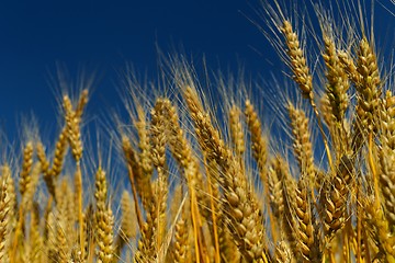 Image showing wheat field with blue sky in background