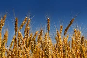 Image showing wheat field with blue sky in background