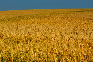 Image showing wheat field with blue sky in background