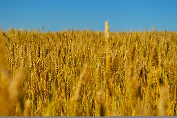 Image showing wheat field with blue sky in background