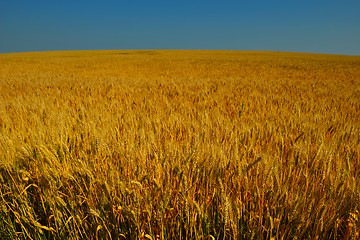 Image showing wheat field with blue sky in background