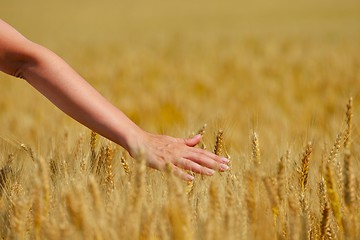 Image showing hand in wheat field