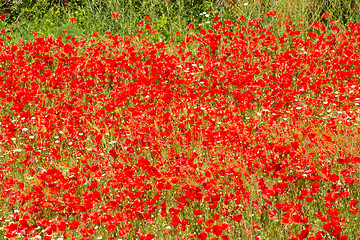 Image showing Poppy field full frame