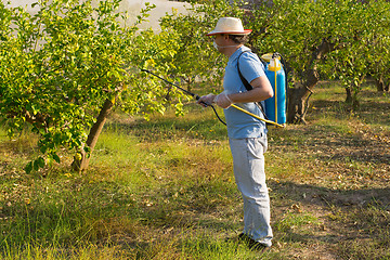Image showing Spraying a lemon field
