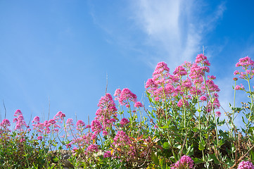 Image showing Red valerian