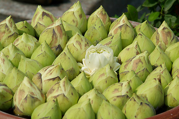 Image showing Lotus flowers at a temple