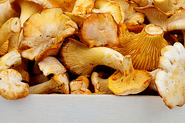 Image showing Golden Chanterelles 