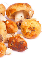 Image showing Edible Mushrooms