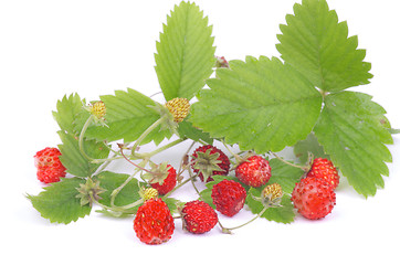 Image showing Wild Strawberries