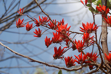 Image showing Red flowers