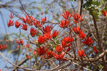 Image showing Red flowers