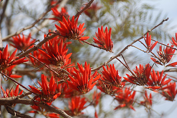 Image showing Red flowers