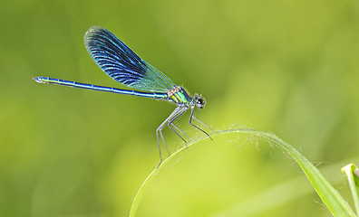 Image showing dragonfly on a blade of grass