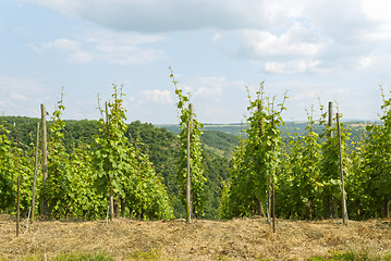 Image showing Vineyard