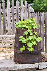 Image showing Green vegetation in an old barrel in the backyard